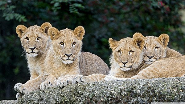 Four Lion Cubs wallpaper