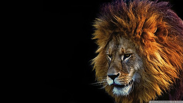 Lion Face Male wallpaper