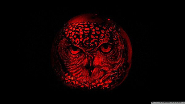 Owl Pumpkin Carving - hdwallpaper4k